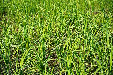 《全面战争：战锤3》恶魔亲王自定义指南公布 2月17日发售